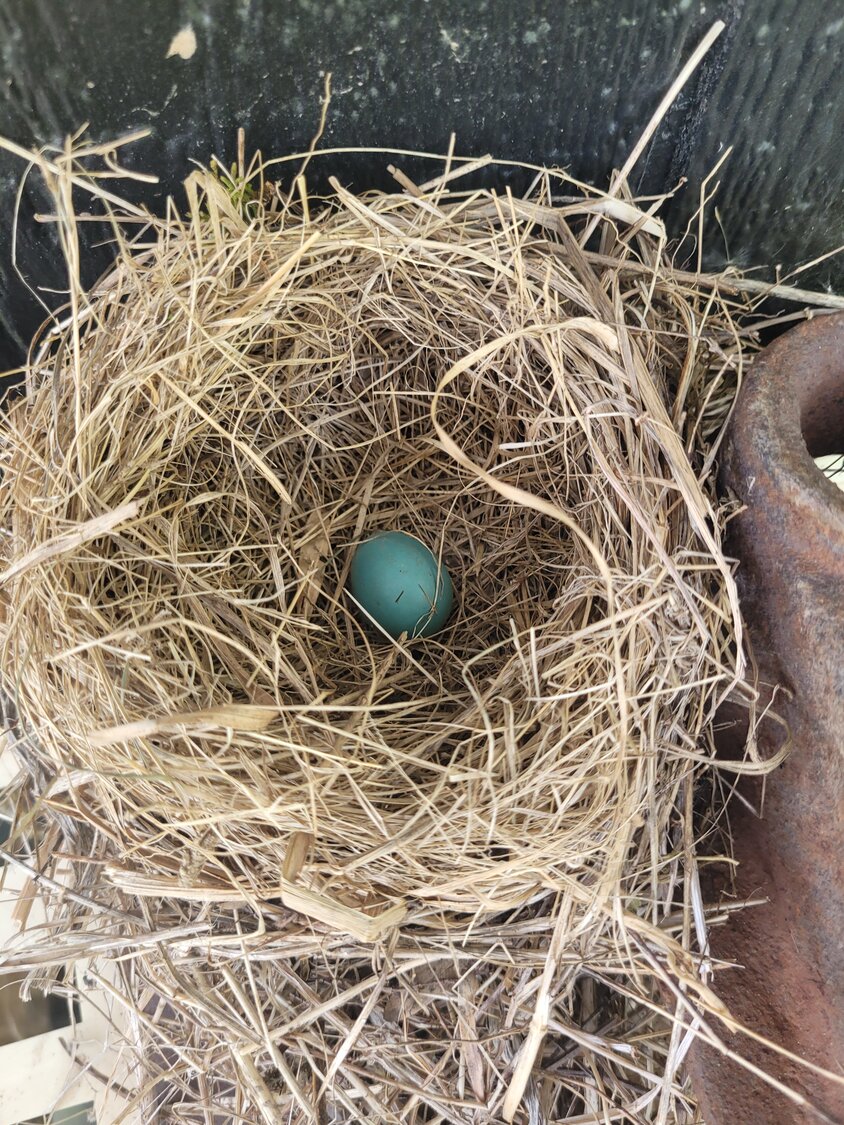 One of the nests I saw near my shed had blue eggs in it, which pointed to my suspicion of a robin takeover. ..